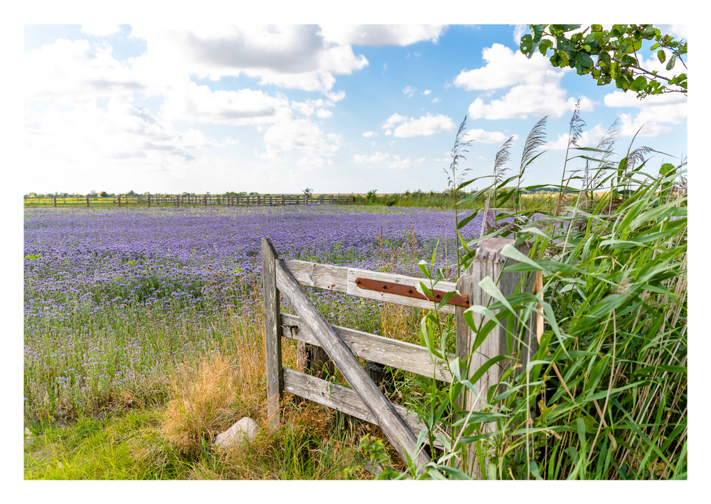 Motiv 24 | Eilun-Art-Fotografie Levke Martens, ihre Fotografin für Immobilien- und Landschaftsfotografie auf Föhr, Föhrer Motive als Poster, Leinwand, hinter Acrylglas oder stelle dir deinen eigenen Monatskalender zusammen, mit nur einem Klick