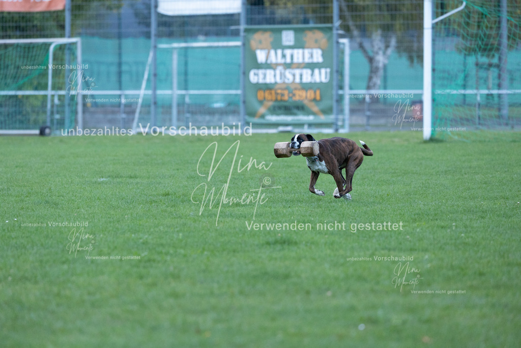 _16A4576 | Einzigartige Fotos von Hunden & Menschen –Actionfotos, Portraits, Vereinsaufnahmen & Paarshootings – authentisch, lebendig & mit Herz.