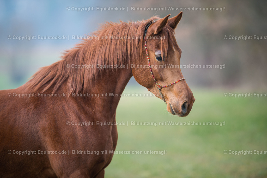 20160228_Araber_Wallach_0002 | equistock