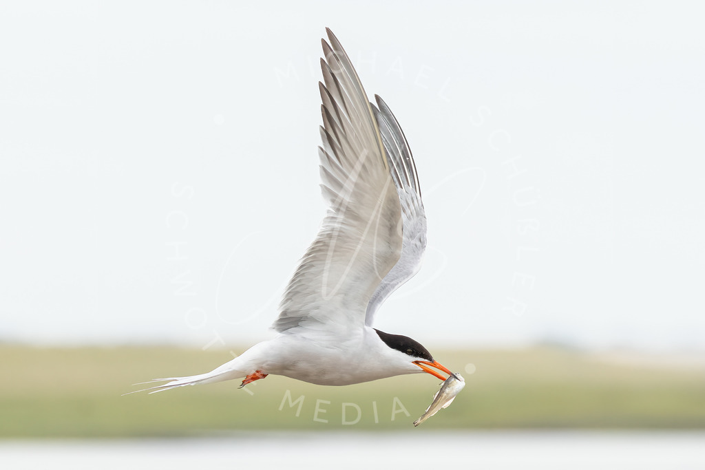 2021-07-22 Eidersperrwerk u Moewen - 038 | Küstenseeschwalbe - Realisiert mit Pictrs.com