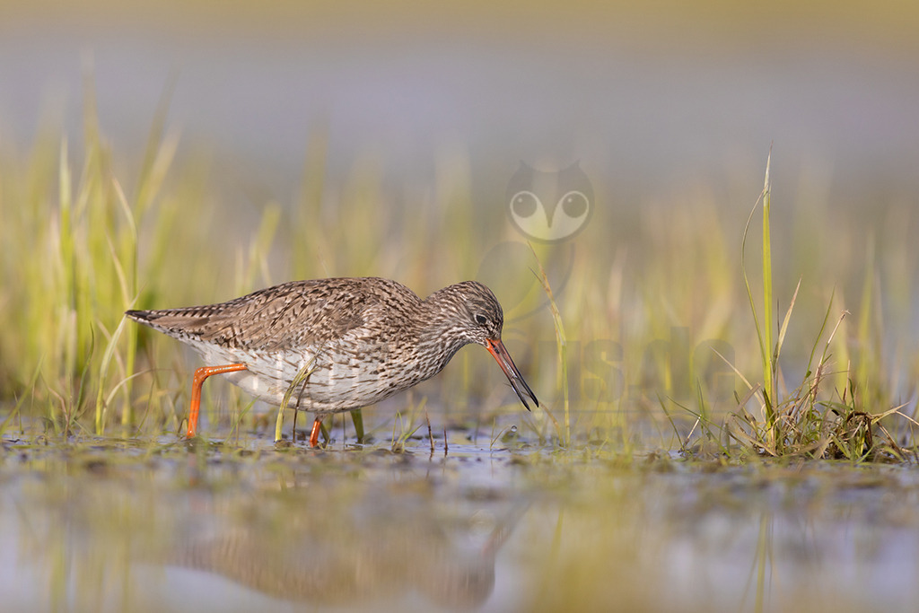 20220412081159 | Der Rotschenkel (Tringa totanus) ist eine Vogelart aus der Familie der Schnepfenvögel (Scolopacidae). Er ist ein Brutvogel über weite Bereiche Eurasiens. Zu seinem Lebensraum gehören die mediterrane bis boreale Zone, und er kommt in Asien auch in Steppen- und Wüstengebieten vor. In Mitteleuropa sind Schwerpunkte seiner Verbreitung die Küsten und das küstennahe Tiefland. - Realisiert mit Pictrs.com