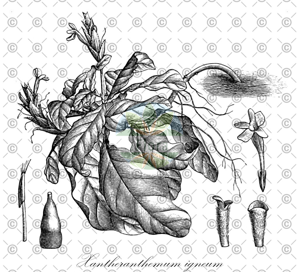 HistAbb_88CZ_2_ENZY_Simple | Historische Abbildung von Xantheranthemum igneum - Acanthaceae | Historical Illustration of Xantheranthemum igneum - Acanthaceae