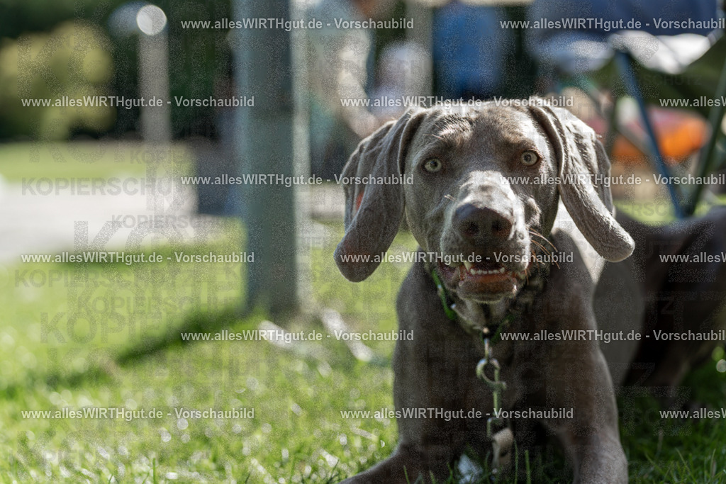 Hundeschwimmen_Volksbad_2026-allesWIRTHgut_Tierfotografie-2609061106-101658-7R509368 | Professionelle Tierfotografie in Mönchengladbach von Daniel Wirth (allesWIRTHgut). Liebevolle & natürliche Bilder von Hunden & Katzen für unvergessliche Erinnerungen.