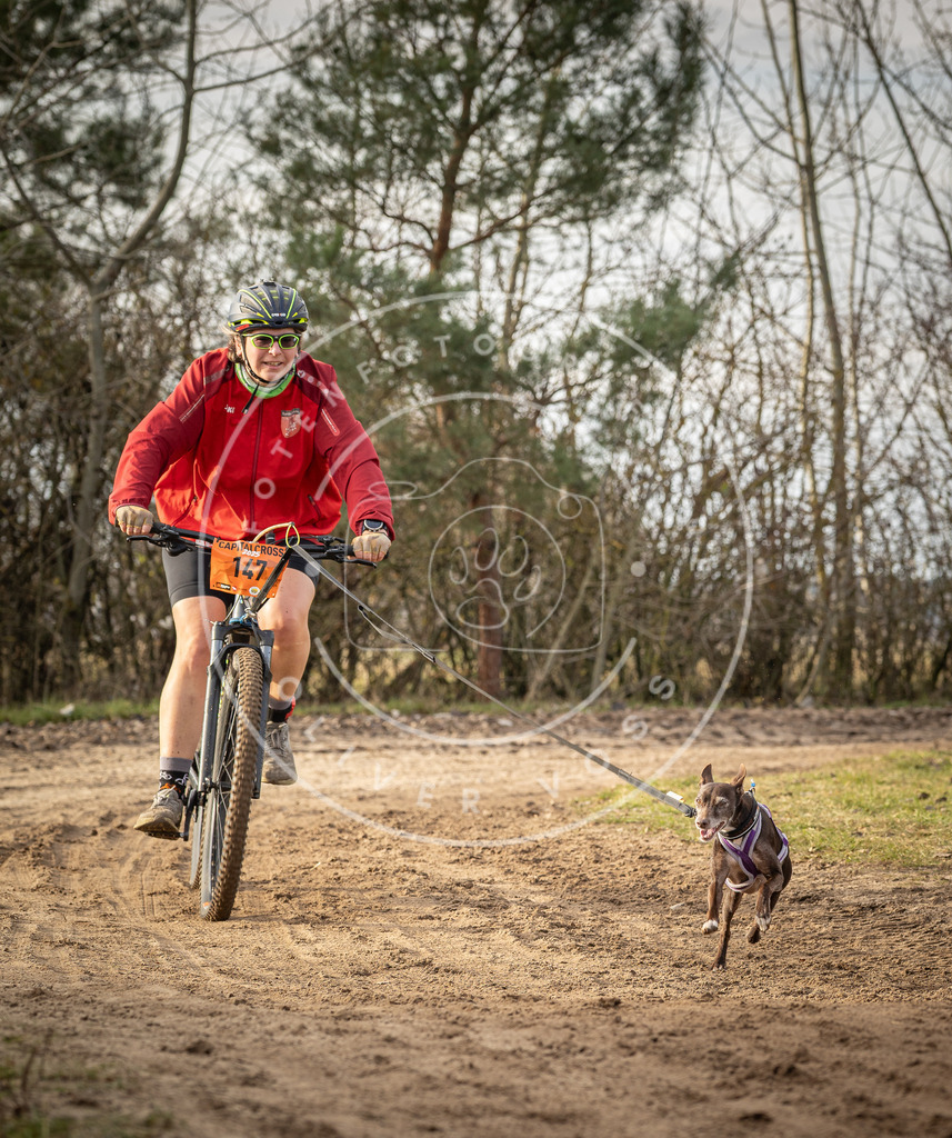 Pfotenfotografie_DV3A8914 | Hundefotografie, Tierfotograf, Pfotenfotografie, Fotoshooting Hund, Hunde Portrait, Hundesport, Hundeportraits, Heideshooting, Hunde, Sportfotograf, Hundefotograf, Turnierhundsport, THS,  - Realisiert mit Pictrs.com