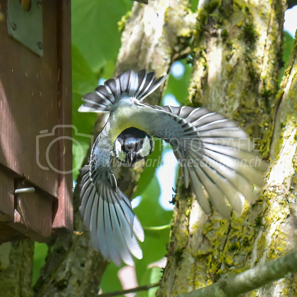 20240512_1023_AEM_nefti_4129-Bearbeitet | 12.05.2024 / , Neftenbach

Bild: Sportfotografie Markus Aeschimann | www.markus-aeschimann.ch - Realisiert mit Pictrs.com