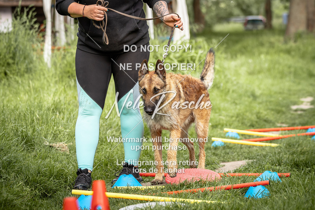 nelerasche_So-earlydog_35 | nelerasche