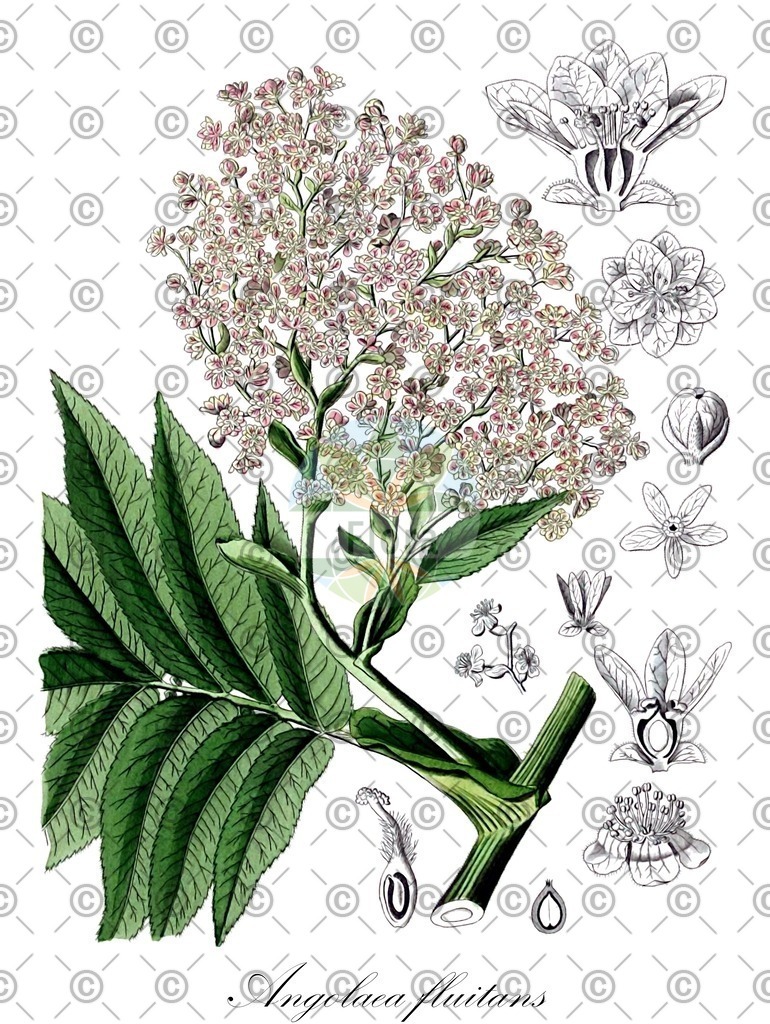 HistAbb_wfo-0000536542_339_ENZY_Simple | Historische Abbildung von Angolaea fluitans - Podostemaceae | Historical Illustration of Angolaea fluitans - Podostemaceae