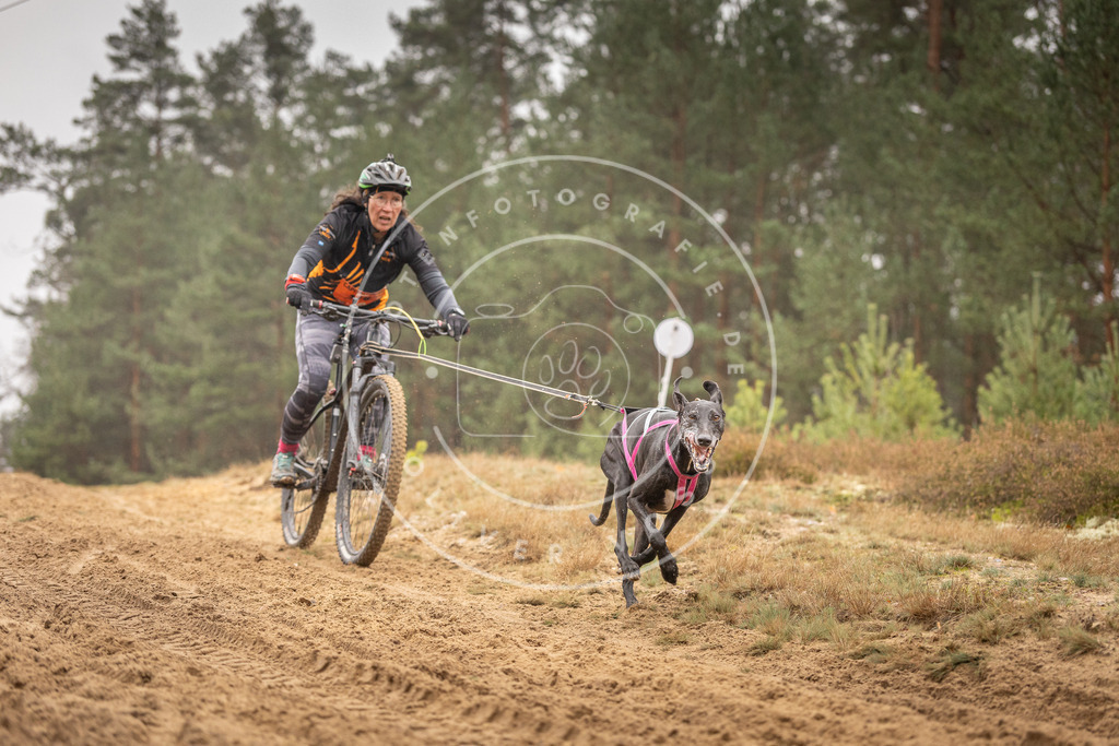 Pfotenfotografie_DV3A3462 | Hundefotografie, Tierfotograf, Pfotenfotografie, Fotoshooting Hund, Hunde Portrait, Hundesport, Hundeportraits, Heideshooting, Hunde, Sportfotograf, Hundefotograf, Turnierhundsport, THS,  - Realisiert mit Pictrs.com