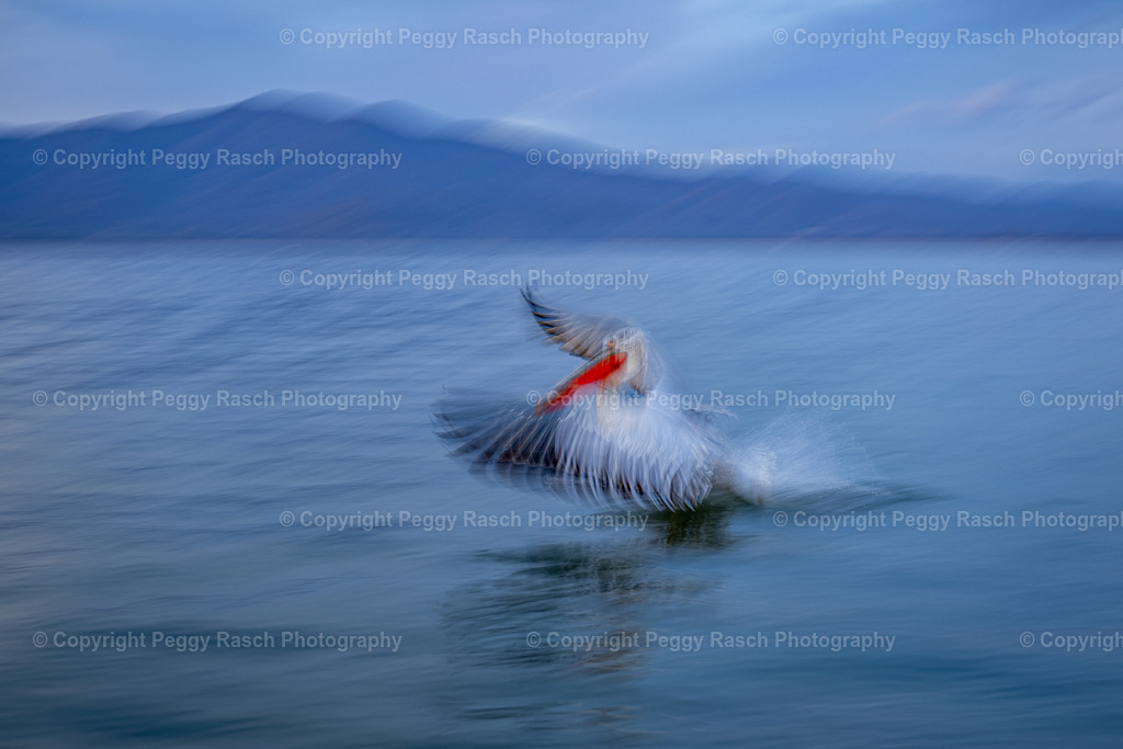 Pelikane_2024_groß next5-3 | PeggyRaschPhotography - Realisiert mit Pictrs.com