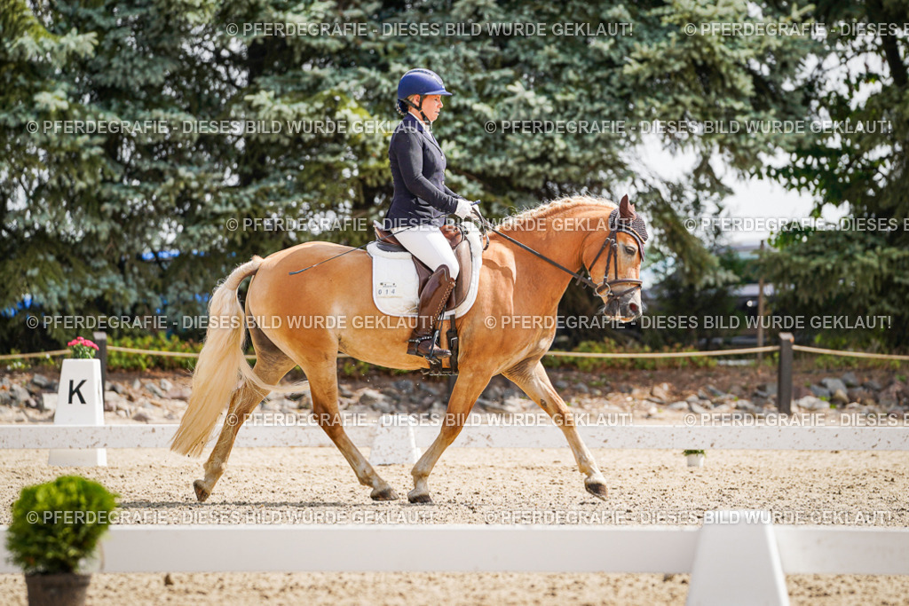 DSC09595 | Pferdegrafie