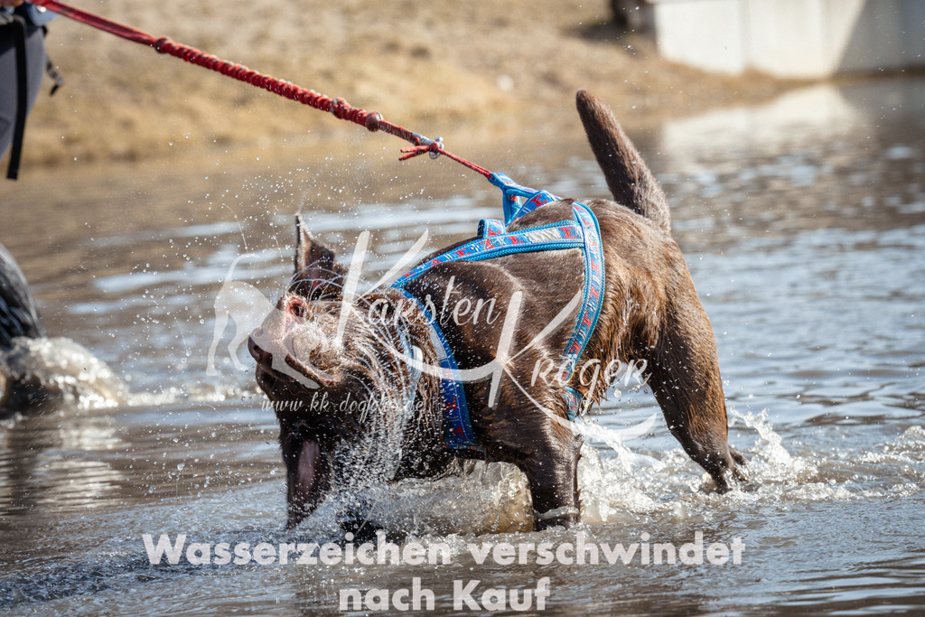 1126_ZZ94399 | kk-dogfotos