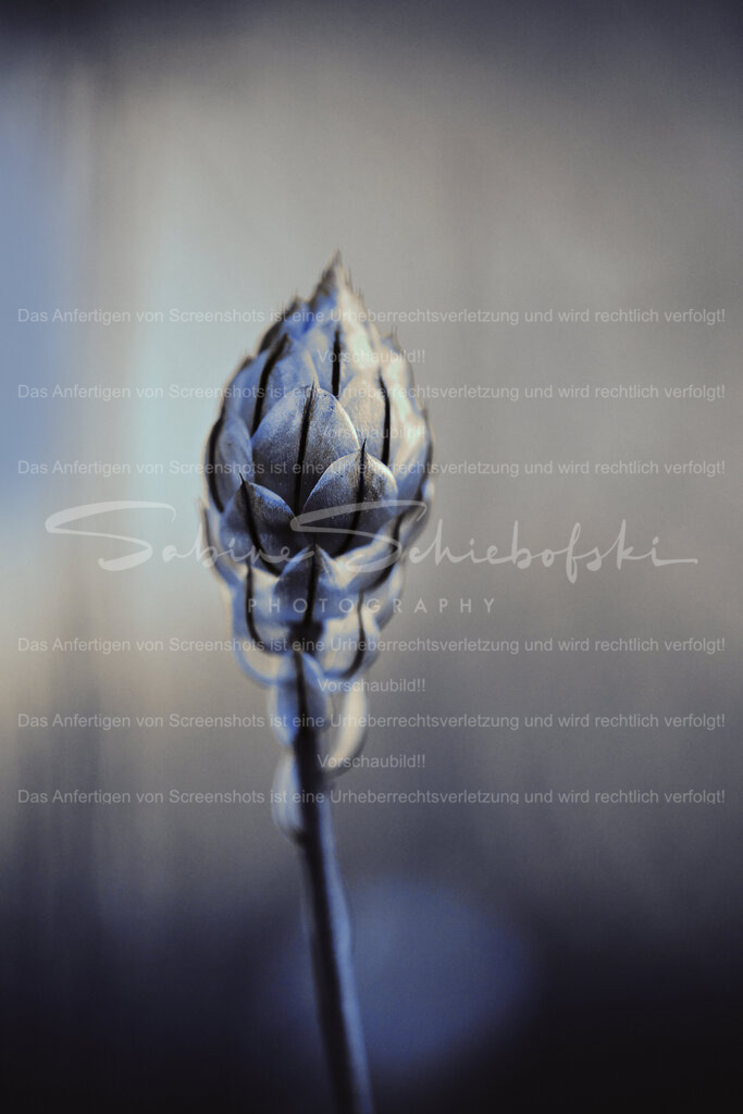 blaue-Rasselblume_22-07-24_DSCF6756 1 | People- und Tierfotografie, Imageaufnahmen, Veranstaltungsfotografie und Wandbilder aus der Natur ★ Made in Germany ✔️ Druck + Downloads ✔️ Naturfotografie in Top Qualität ★ schneller Versand, weltweite Lieferung! - Realisiert mit Pictrs.com