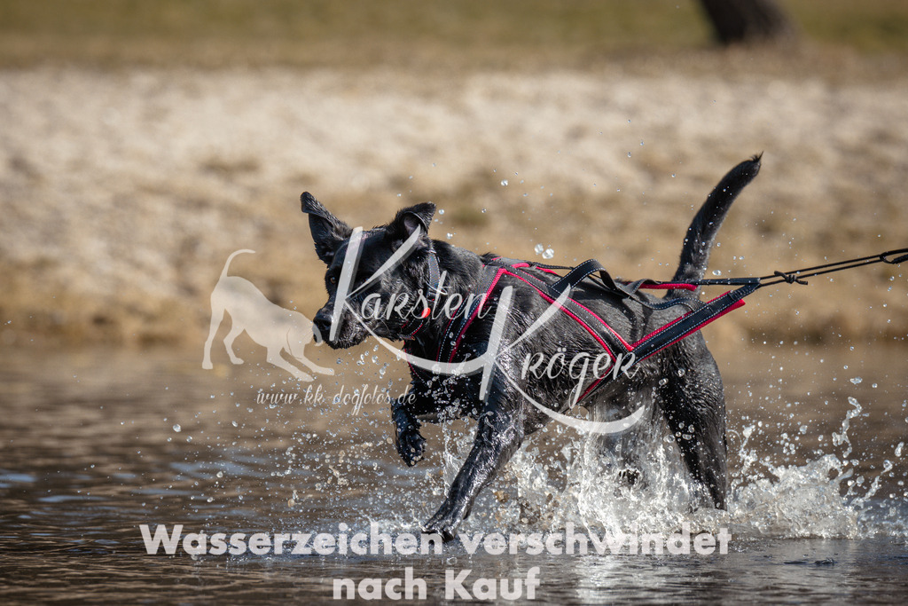 1153_ZZ97128 | kk-dogfotos