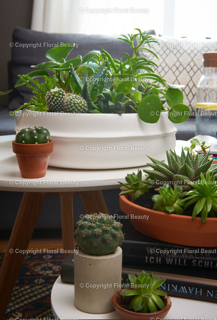 Pflanzenschale_03 1 | Onlineshop für hochwertige Wandbilder. Bei uns findet ihr selbstgestaltete Blumenmotive. Das perfekte Geschenk, als Praxisdeko oder die eigene Wohnung. Alle künstlerischen Blumenfotos sind auf Leinwand, FineArtPrint, Kunstdruck und vielem mehr zu erwerben - Realisiert mit Pictrs.com
