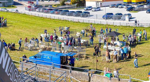 SchaZie Tag | Bildershop von pixelworld.at - Realisiert mit Pictrs.com