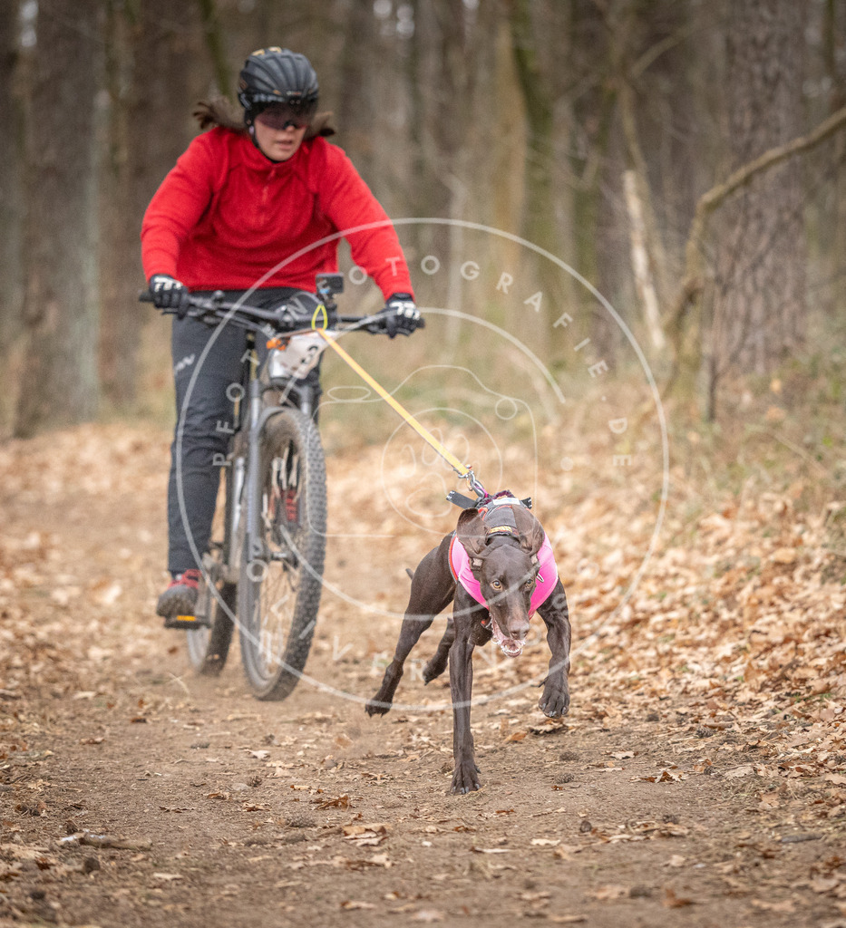 Pfotenfotografie_DV3A5289 | Hundefotografie, Tierfotograf, Pfotenfotografie, Fotoshooting Hund, Hunde Portrait, Hundesport, Hundeportraits, Heideshooting, Hunde, Sportfotograf, Hundefotograf, Turnierhundsport, THS,  - Realisiert mit Pictrs.com