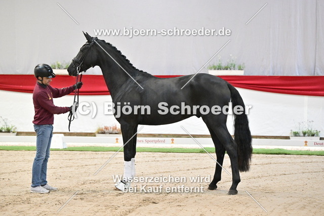 100_Bon Coeur - Quaterback_960_1104 | Björn Schroeder Pferdefotografie