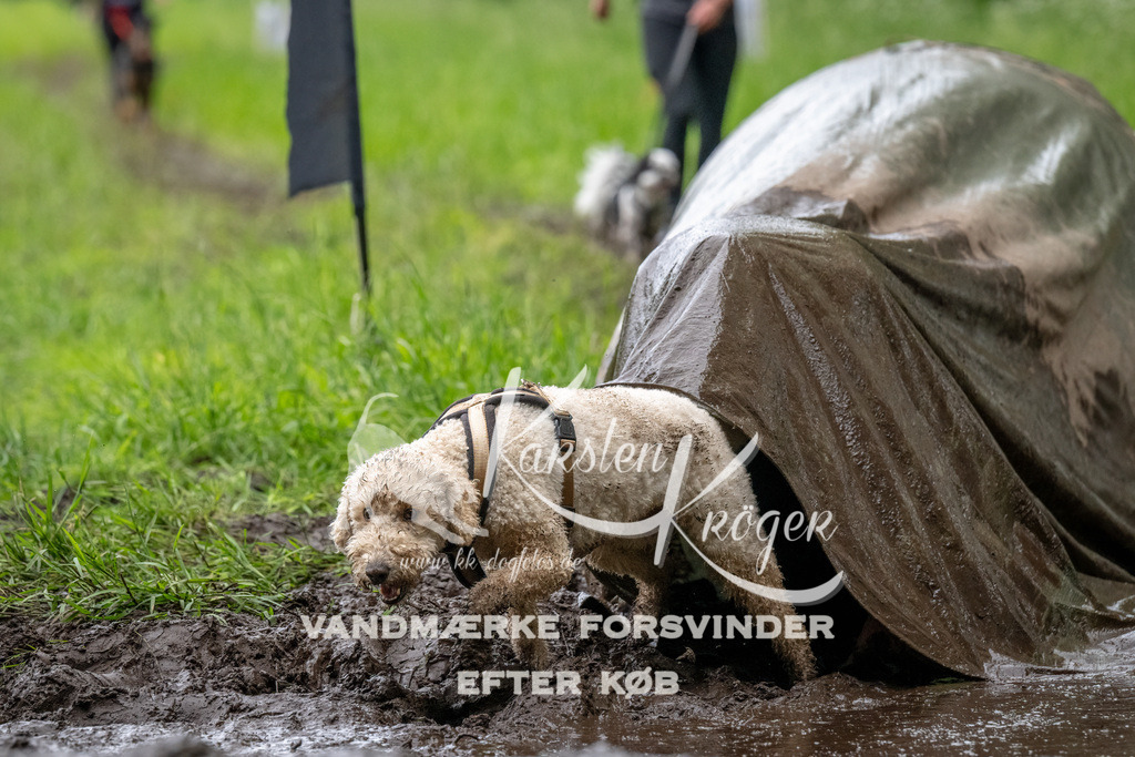 1553_ZZ90915-Bearbeitet | kk-dogfotos