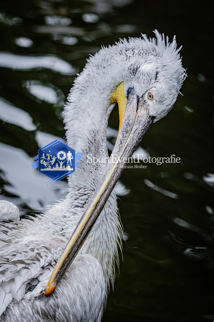 IMG_5776 | SportEventFotografie - Roman Stoiber