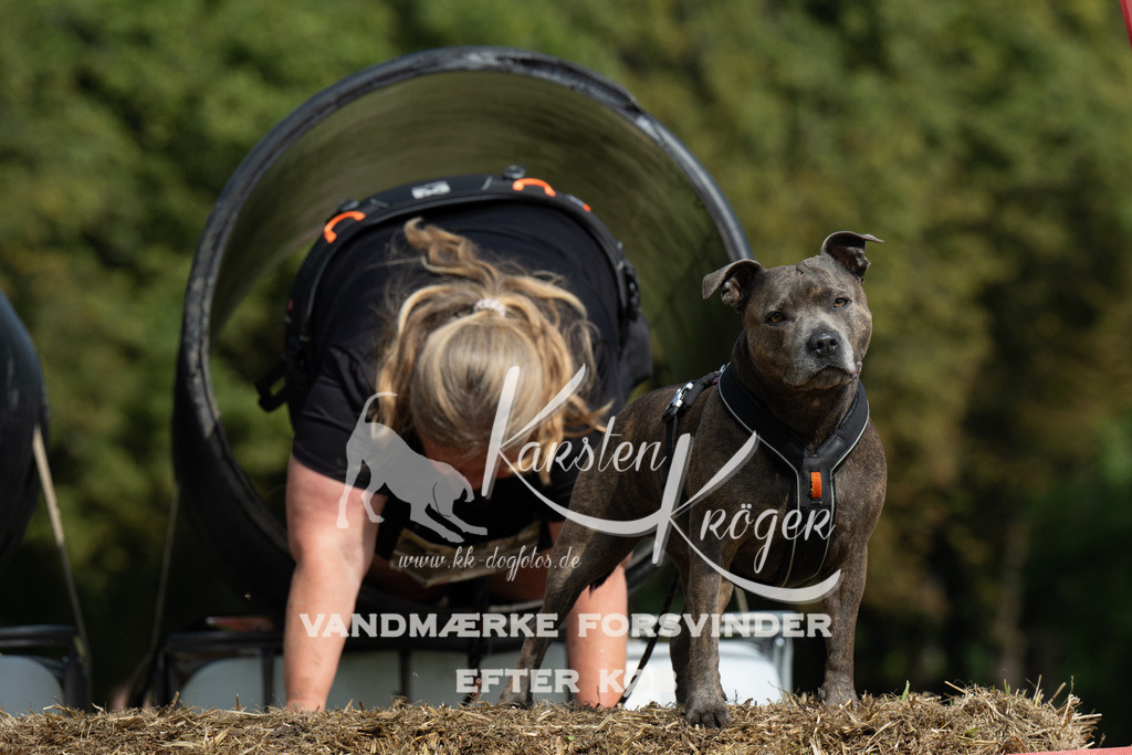 1419_ZZ91018 | kk-dogfotos