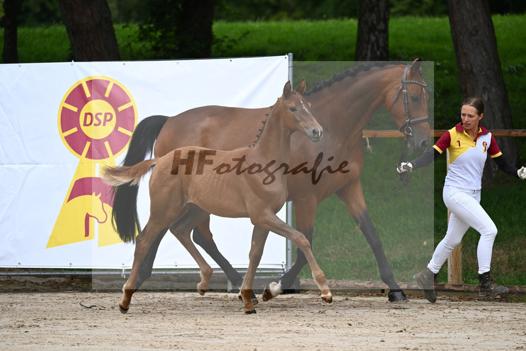 Kat-Nr. 2 SF Benicio_Schneider_25230035 | hf-fotografie - Realisiert mit Pictrs.com