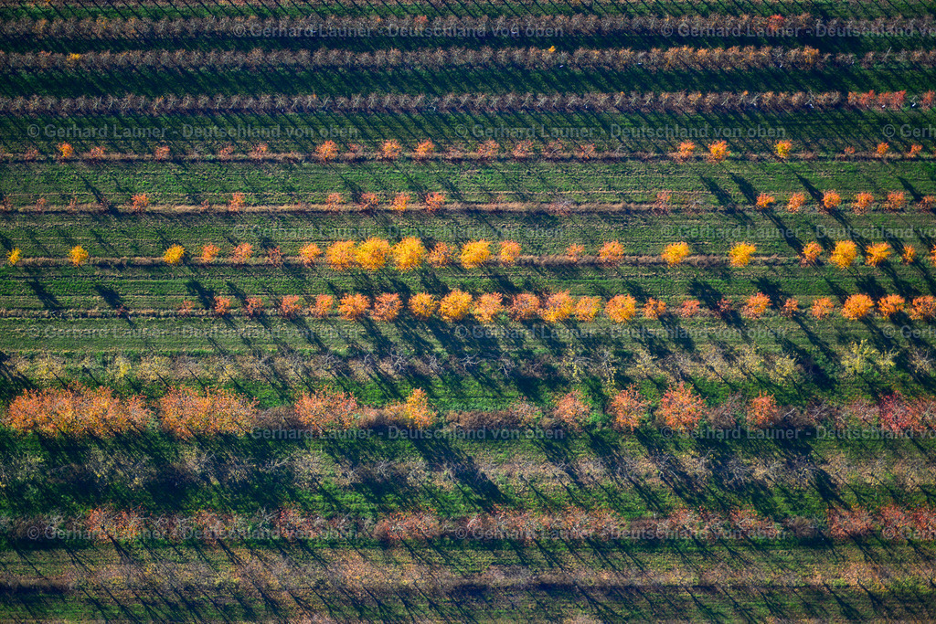 3503650 | herbstliche Baumstrukturen bei Sommerhausen