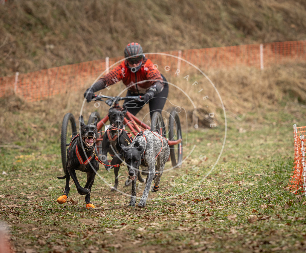 Pfotenfotografie_DV3A7973 | Hundefotografie, Tierfotograf, Pfotenfotografie, Fotoshooting Hund, Hunde Portrait, Hundesport, Hundeportraits, Heideshooting, Hunde, Sportfotograf, Hundefotograf, Turnierhundsport, THS,  - Realisiert mit Pictrs.com