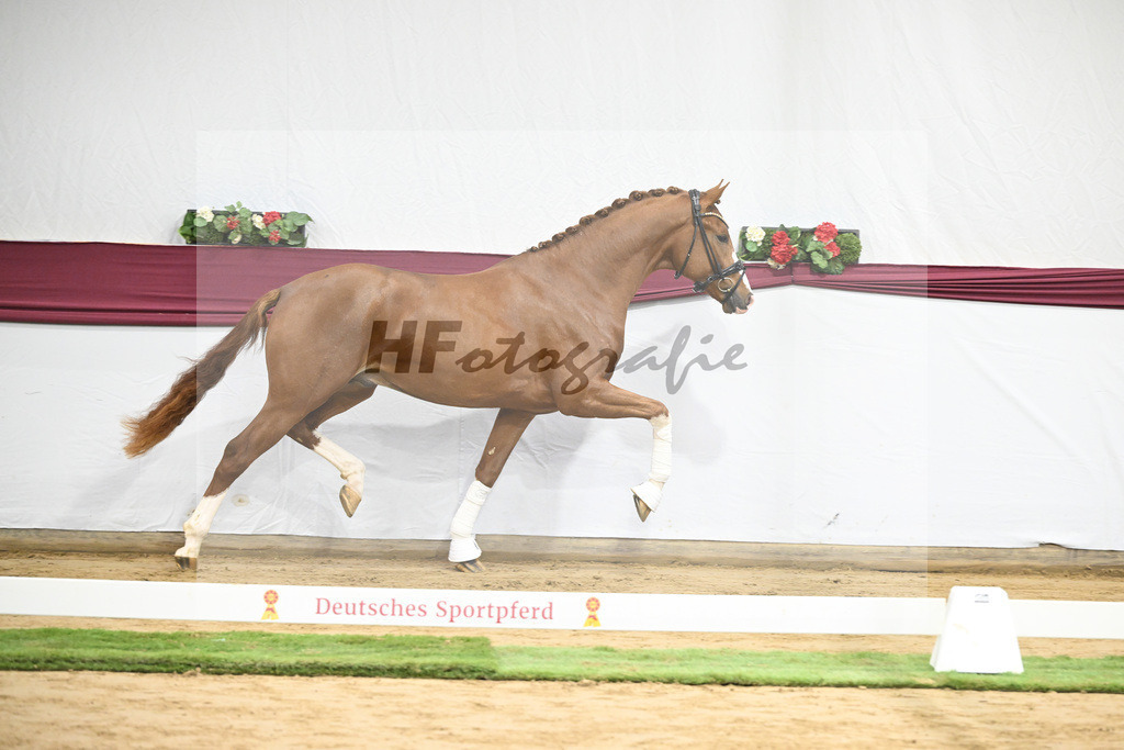 Kat-Nr. 140 Juwel x Vitalis_BG Westhoff u Rothenberger_47253158 | hf-fotografie - Realisiert mit Pictrs.com