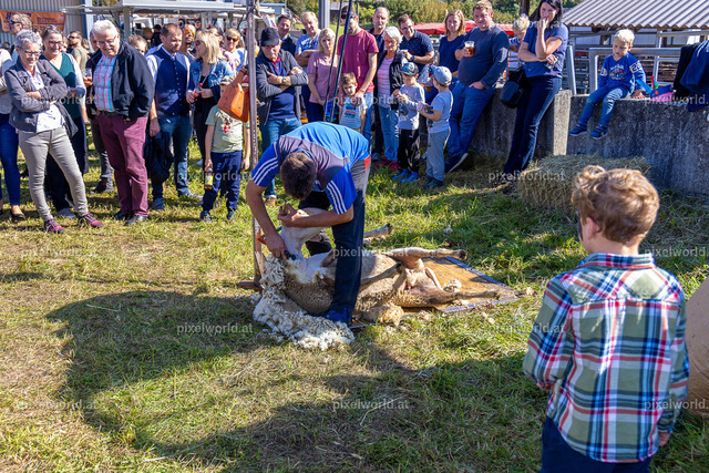 SchaZie Tag | Bildershop von pixelworld.at - Realisiert mit Pictrs.com