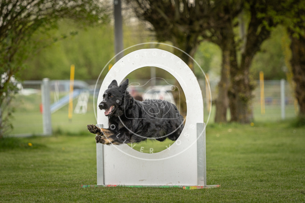 Pfotenfotografie_DV3A1598 | Hundefotografie, Tierfotograf, Pfotenfotografie, Fotoshooting Hund, Hunde Portrait, Hundesport, Hundeportraits, Heideshooting, Hunde, Sportfotograf, Hundefotograf, Turnierhundsport, THS,  - Realisiert mit Pictrs.com