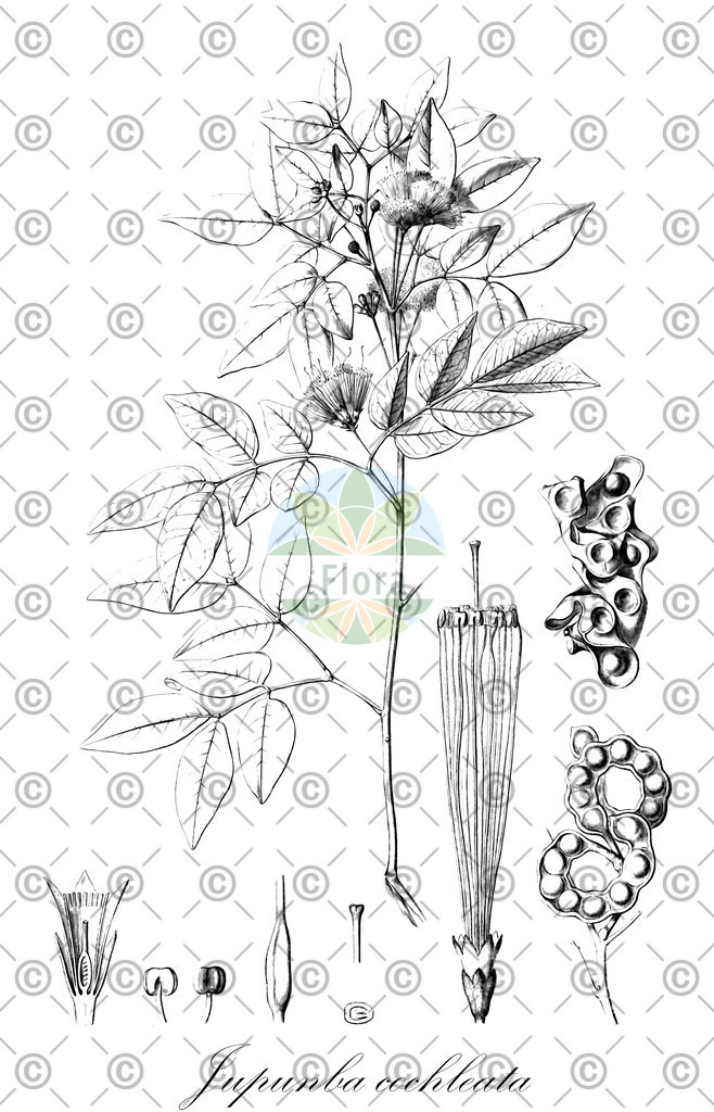 HistAbb_wfo-0001168189_1_ENZY_Simple | Historische Abbildung von Jupunba cochleata - Fabaceae | Historical Illustration of Jupunba cochleata - Fabaceae