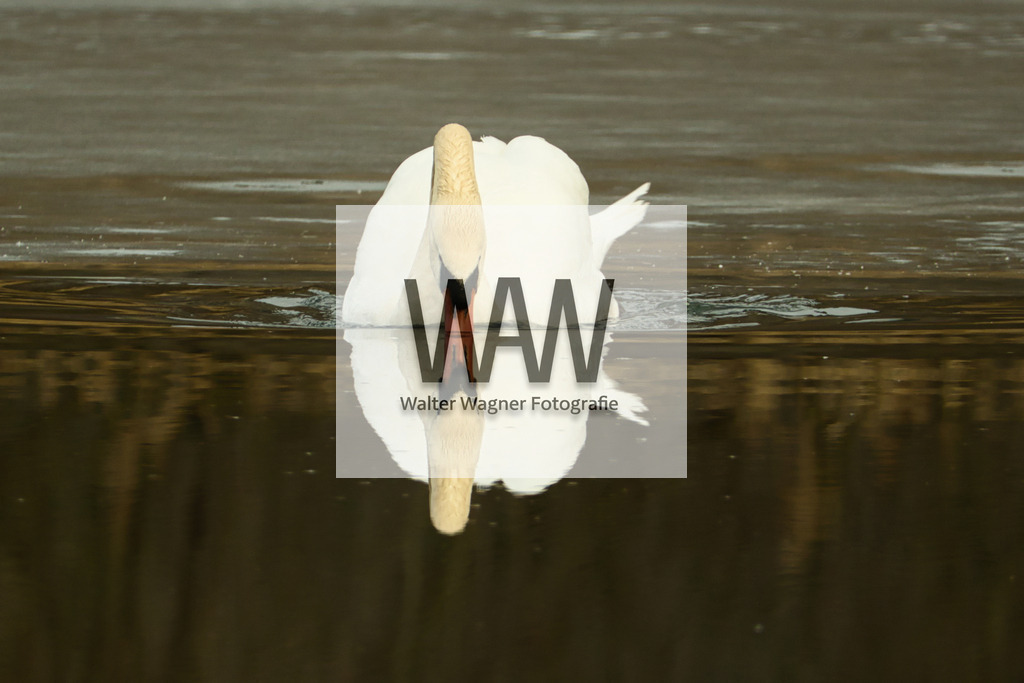 WWW02373 | walter-wagner-fotografie