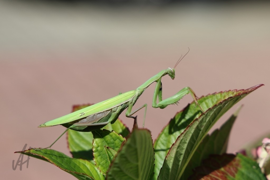 Seltene europäische Gottesanbeterin | Das Foto zeigt eine Europäische Gottesanbeterin auf einer Hortensie im eigenen Garten. Mit ihrem schlanken Körper, den langen Beinen und den charakteristisch gefalteten Fangarmen wirkt sie zugleich filigran und faszinierend. Zwischen den grünen Blättern ist das seltene Insekt gut getarnt und dennoch als außergewöhnlicher Gast sofort ein Blickfang. Die Europäische Gottesanbeterin ist in Deutschland eine bemerkenswerte und vielerorts seltene Art. Sie steht in verschiedenen regionalen Roten Listen bzw. Gefährdungseinstufungen. Ihr Auftreten im heimischen Garten ist daher eine besonders interessante Naturbeobachtung. Die Hortensie bildet einen schönen natürlichen Rahmen für das Motiv. Das Foto dokumentiert eindrucksvoll, wie sich auch im eigenen Garten seltene und faszinierende Insekten beobachten lassen. Besonders die ruhige Haltung der Gottesanbeterin und ihre feinen Körperstrukturen machen die Aufnahme zu einem außergewöhnlichen Naturfoto. - Realisiert mit Pictrs.com