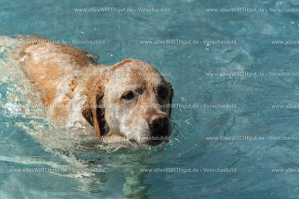 Hundeschwimmen_Volksbad_2026-allesWIRTHgut_Tierfotografie-2609061328-FAY06769 | Professionelle Tierfotografie in Mönchengladbach von Daniel Wirth (allesWIRTHgut). Liebevolle & natürliche Bilder von Hunden & Katzen für unvergessliche Erinnerungen.