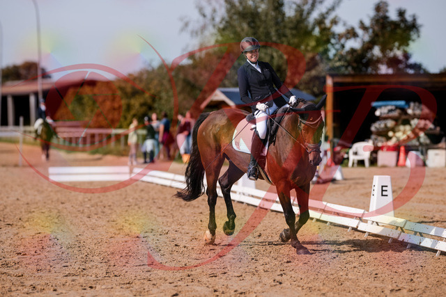 2026_10_03_Siefer-Hof_123141_Z81_30295170 | Professionelle Reitsport-, Turnier- und Eventfotografie von Robert Broda. Galerien mit ausgewählten und bearbeiteten Bildern direkt online ansehen und bestellen.