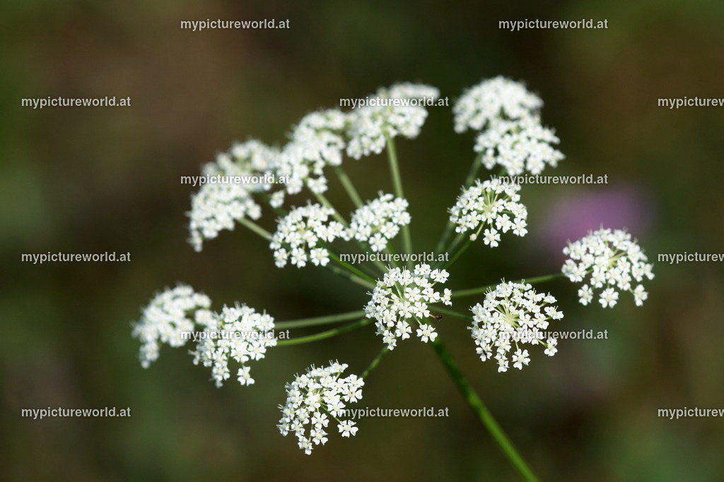 Berg-Haarstrang-003 | Das Bilderarchiv über Tiere, Planzen und Landschaften. In der Bilddatenbank finden Sie ein große Auswahl an hochwertigen Bilder für Ihre Werbung - Realisiert mit Pictrs.com