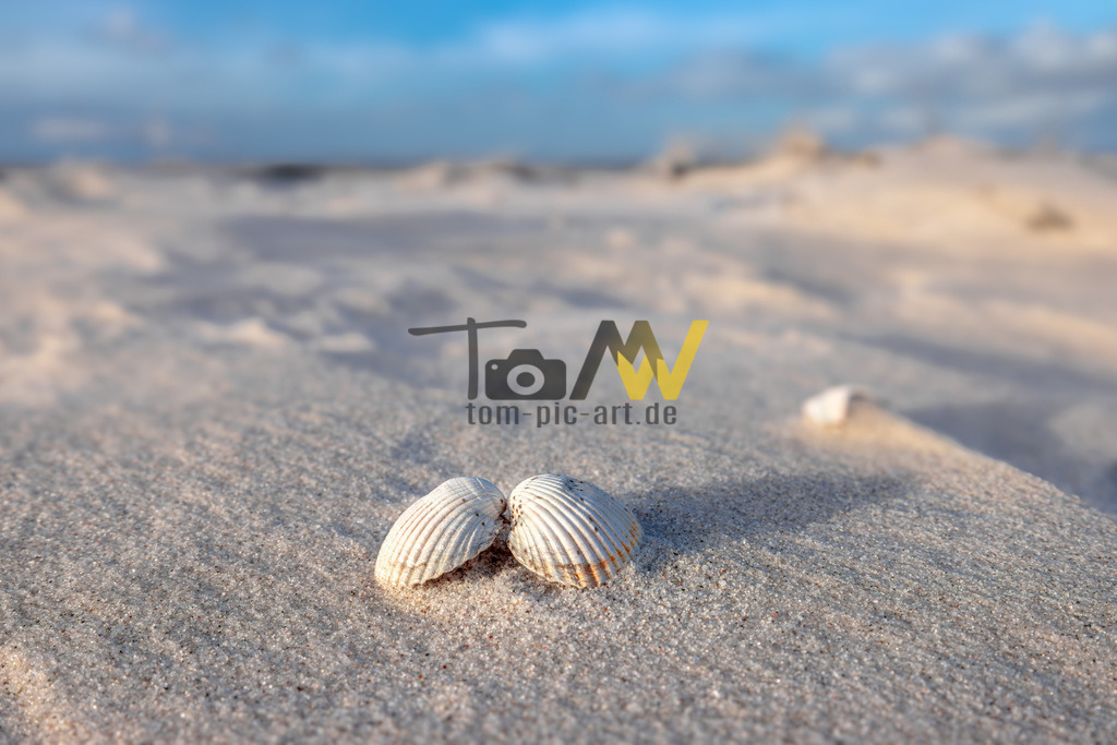 Zwei Muscheln an einem Sand-Strand - Ostsee bei Laboe | Zwei einsame Muschel hälften am Strand, - Realisiert mit Pictrs.com