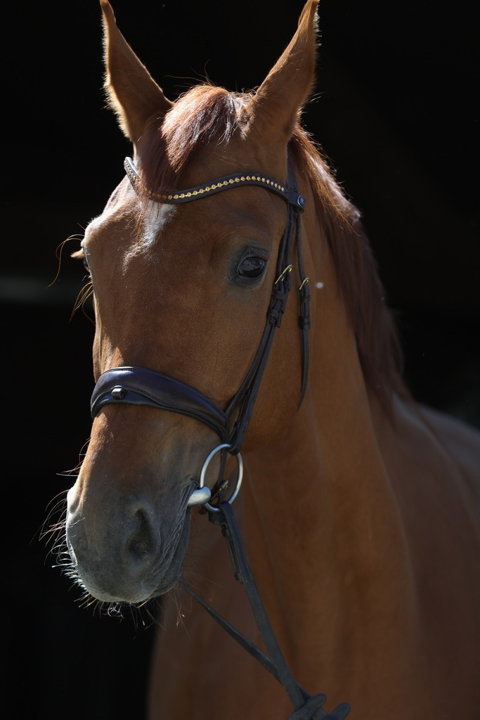 0P6A8942 | Willkommen bei Brunnmayr - Design & Fotografie – Ihrem Spezialisten für Reitturniere und Pferdeveranstaltungen in Oberösterreich, Salzburg und Bayern! Seit über 17 Jahren sind wir leidenschaftlich dabei.