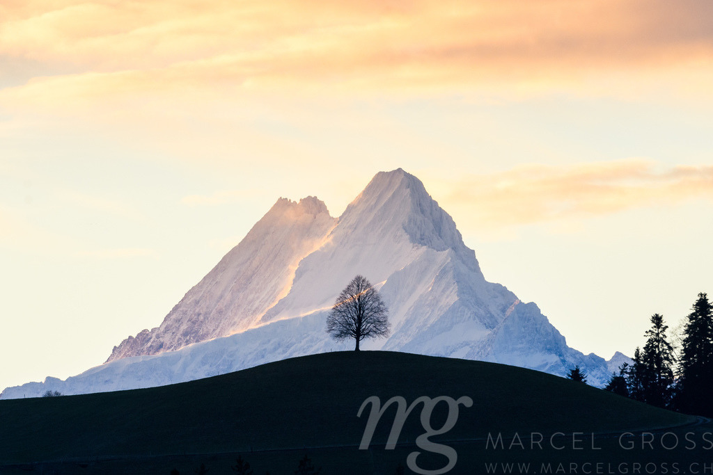 single tree on a hill in Emmental in front of Schreckhorn in the Alps in warm morning light | Die ideale Geschenkidee für Naturliebhaber. Naturbilder von Marcel Gross Photography für ihr Zuhause in den verschiedensten Formaten und Materialien. - Realisiert mit Pictrs.com
