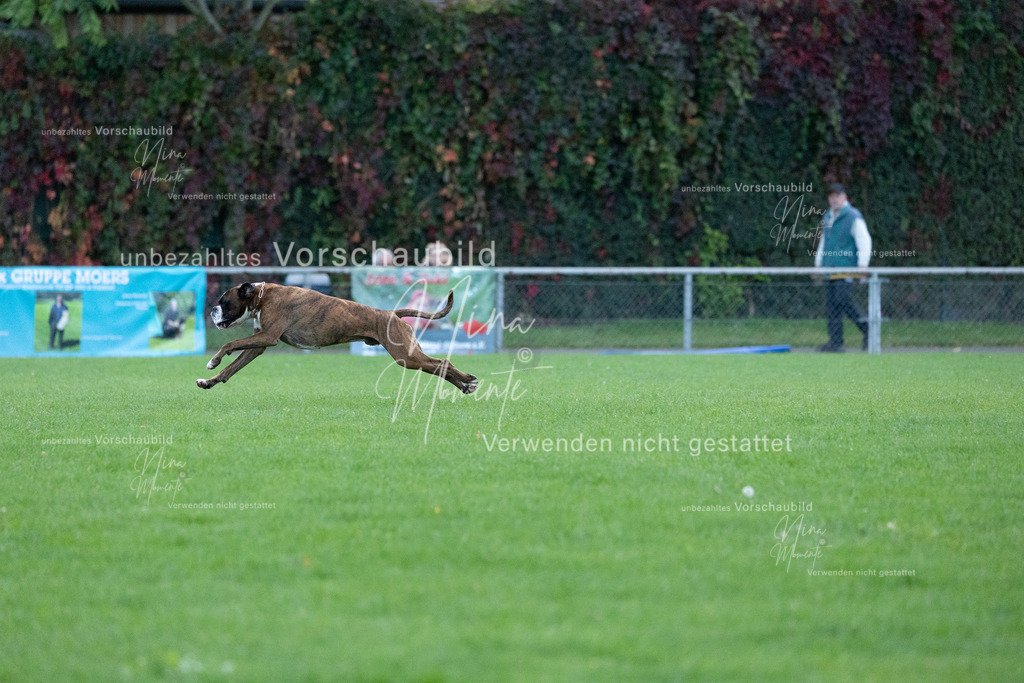 _16A4493 | Einzigartige Fotos von Hunden & Menschen –Actionfotos, Portraits, Vereinsaufnahmen & Paarshootings – authentisch, lebendig & mit Herz.