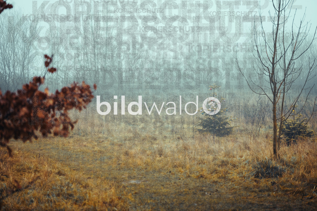 christmas tree elsfleth crazy mad thingy-4126 | BILDWALD - eine Auswahl an Bildern von Thomas Perrotton zum bestellen und genießen. Alle Bilder von Thomas Perrotton - Alle Bilder mit einer SONY Kamera gemacht - SONY TAMRON SIGMA PHOTOSHOP LIGHTROOM BILDWALD Online kaufen Bilderwald Wandbilder - Realisiert mit Pictrs.com