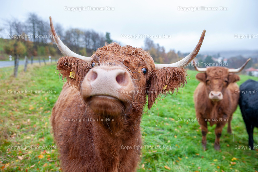 Blickfang_DSC7514 | Neugierig schaut deses Galloway Rind in die Kamera, fotografiert auf einer Weide im Lindenfelser Stadtteil Galttbach, ,, Bild: Thomas Neu