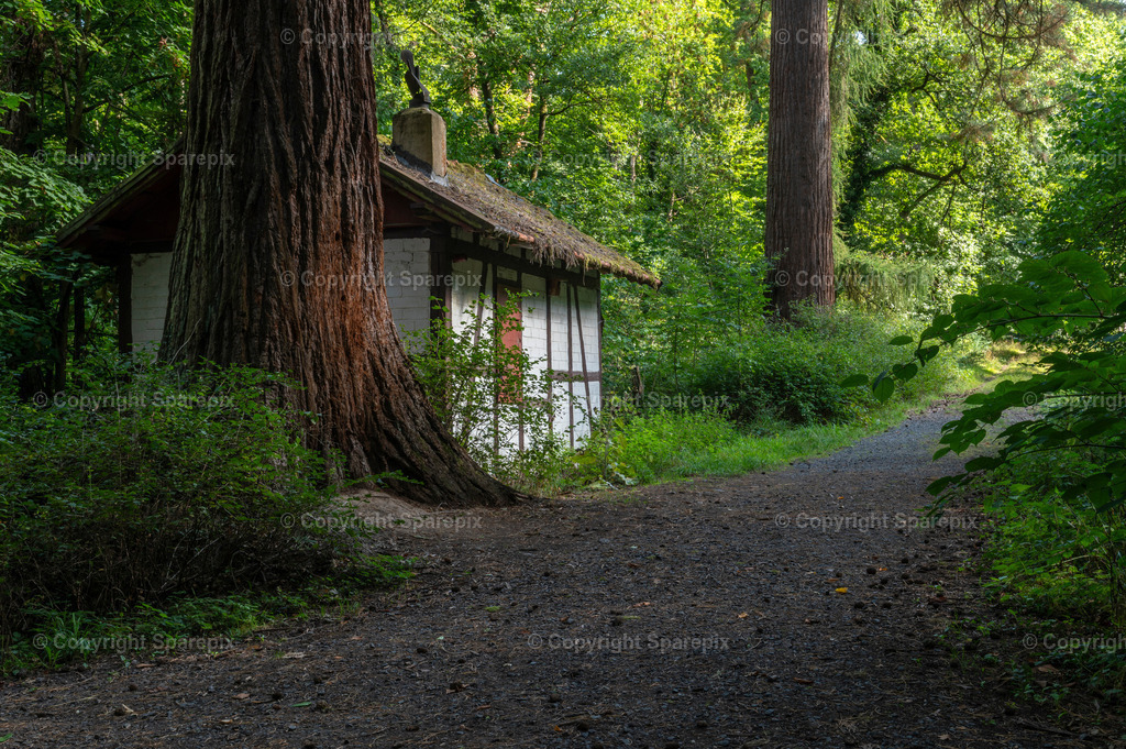 LOC_Trail_Forest26 | sparepix - Realisiert mit Pictrs.com