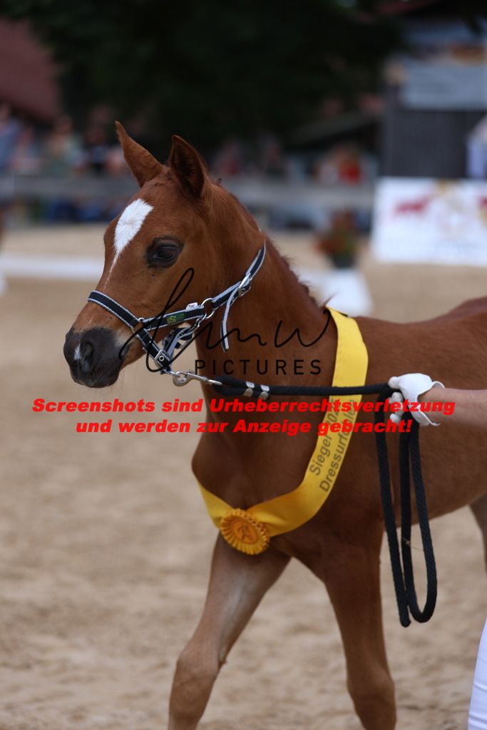 Fohlenschau_Schwäbisch_Hall_dressurbetonte_Fohlen_SIEGERFOHLEN_KN 4_12 | lmwpictures - Realisiert mit Pictrs.com