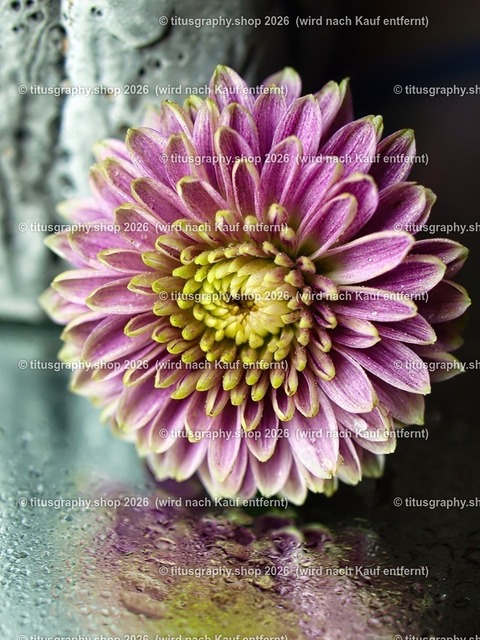 titusgraphy_P7159401-vz-ln_pe | titusgraphy-shop: Geschenkideen mit Qualitätsfotos. titusgraphy-shop: gift ideas with quality photos. titusgraphy-shop: idées cadeaux avec photos de qualité.  - Realisiert mit Pictrs.com
