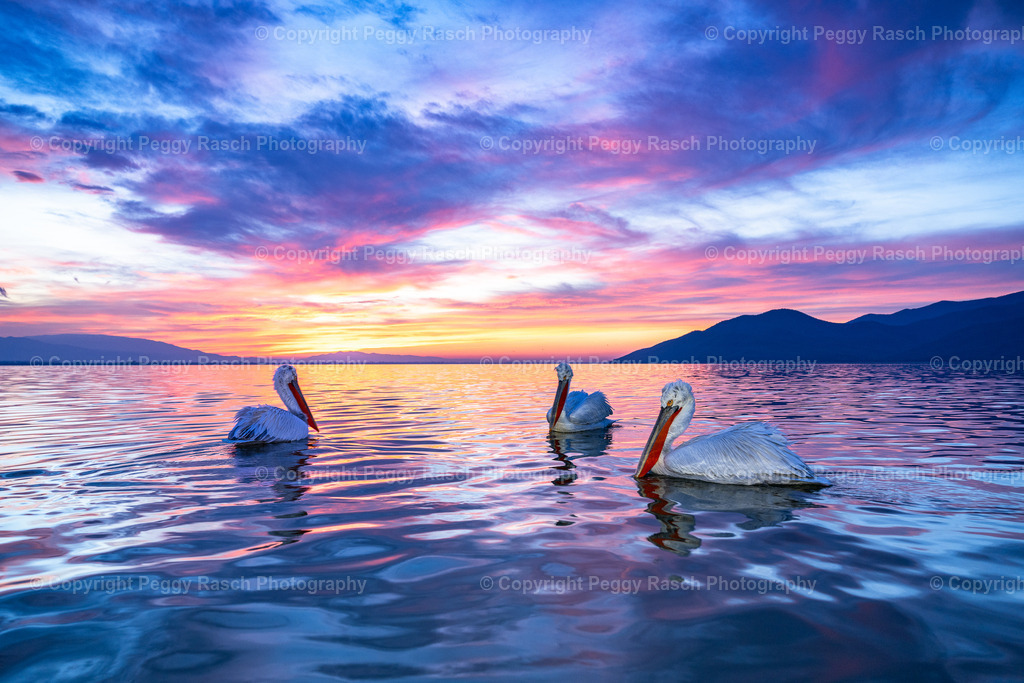 Pelikane_2024_groß-68 | PeggyRaschPhotography - Realisiert mit Pictrs.com