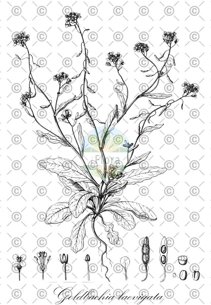 HistAbb_wfo-0000912765_1_ENZY_Simple | Historische Abbildung von Goldbachia laevigata - Brassicaceae | Historical Illustration of Goldbachia laevigata - Brassicaceae
