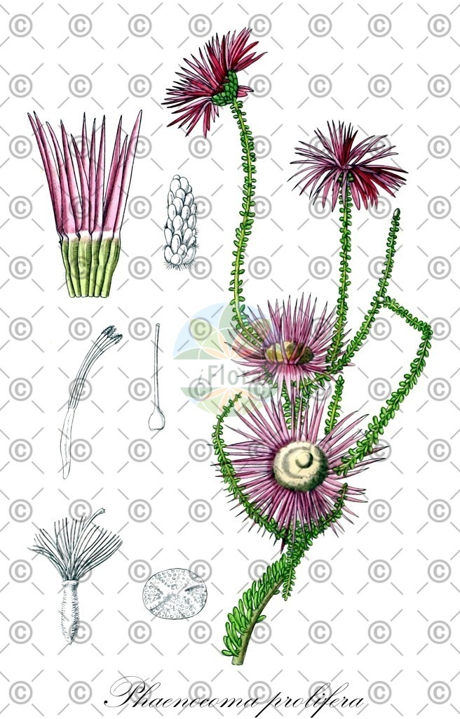 HistAbb_wfo-0001196470_1_ENZY_Simple | Historische Abbildung von Phaenocoma prolifera - Asteraceae | Historical Illustration of Phaenocoma prolifera - Asteraceae