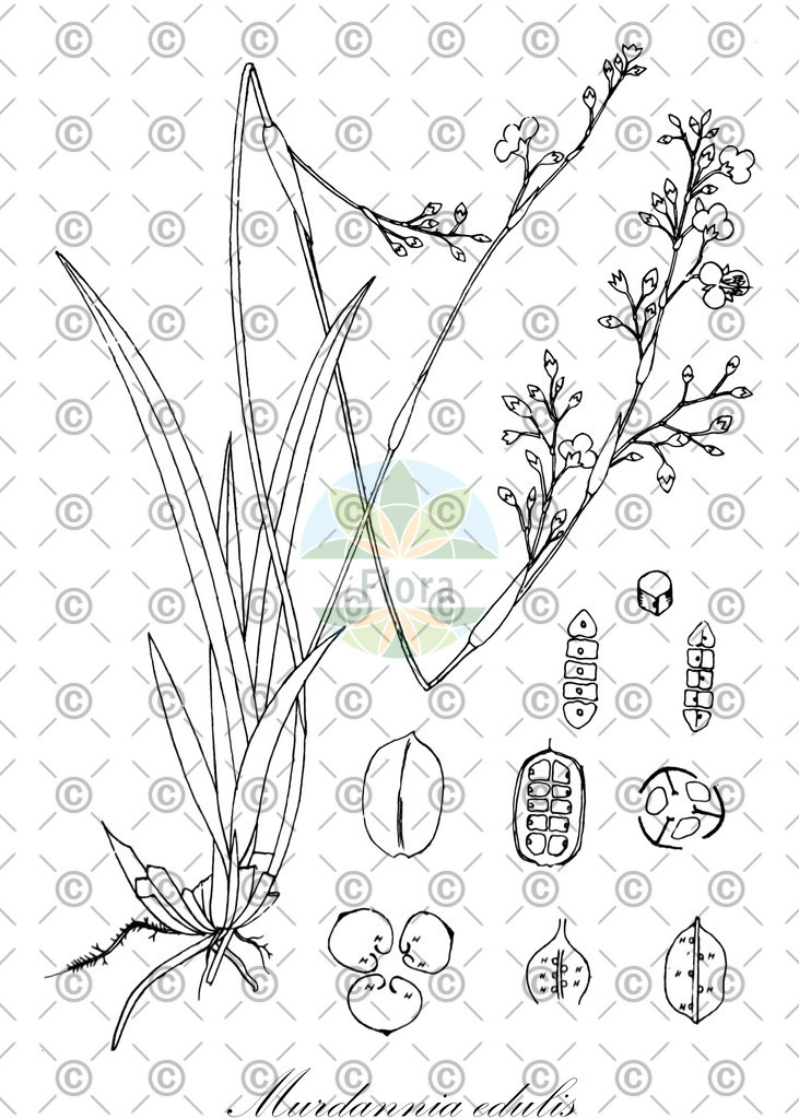 HistAbb_wfo-0001037033_1_ENZY_Simple | Historische Abbildung von Murdannia edulis - Commelinaceae | Historical Illustration of Murdannia edulis - Commelinaceae