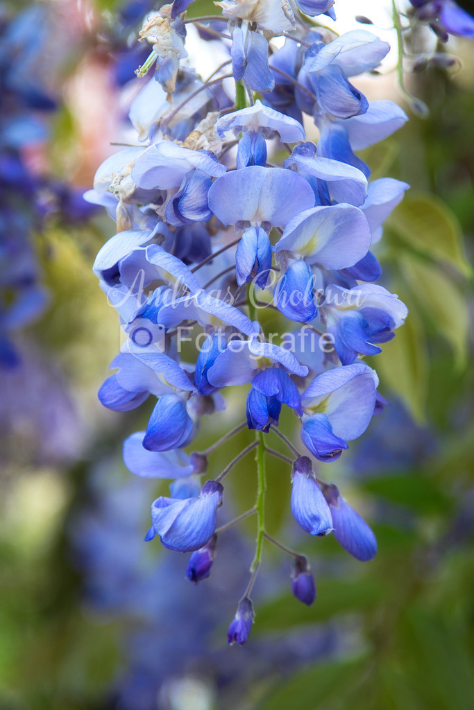 Wunderschöner Blauregen | Bestelle dir dieses wunderschöne Bild als Leinwanddruck etc. - Realisiert mit Pictrs.com